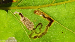 Stigmella nigriverticella