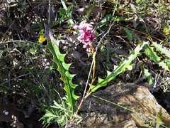 Grevillea quercifolia