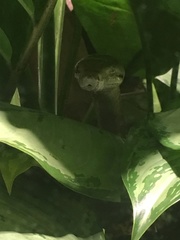 Chilabothrus subflavus