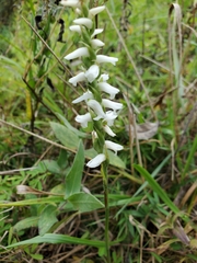 Spiranthes magnicamporum