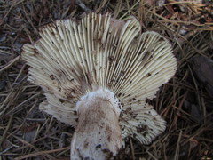 Russula adusta