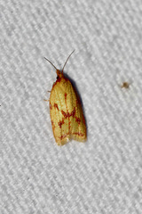 Sparganothis sulfureana