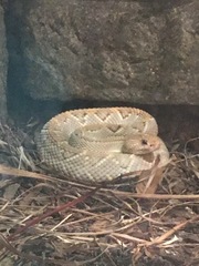 Crotalus unicolor