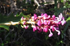 Grevillea quercifolia