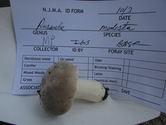 Russula modesta