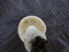 Russula modesta