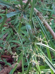 Cyperus albostriatus
