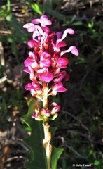Grevillea quercifolia