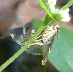 Hymenia