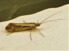 Limnephilus harrimani