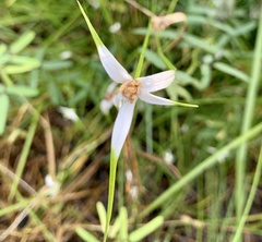 Rhynchospora colorata image