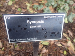 Sycopsis sinensis