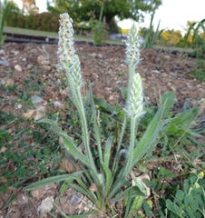 Plantago helleri