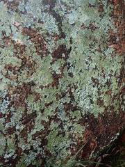 Hypotrachyna jamesii