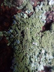 Hypotrachyna jamesii