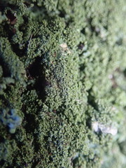 Hypotrachyna jamesii