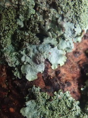 Hypotrachyna jamesii