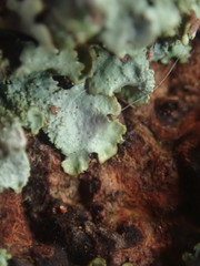 Hypotrachyna jamesii