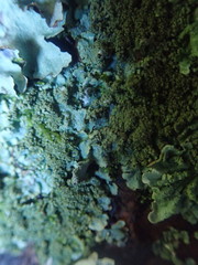 Hypotrachyna jamesii