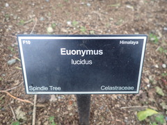 Euonymus lucidus