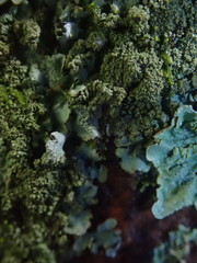 Hypotrachyna jamesii