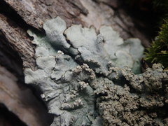 Notoparmelia erumpens