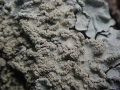 Notoparmelia erumpens