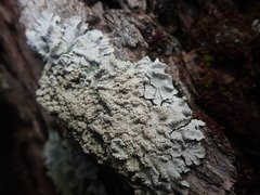 Notoparmelia erumpens