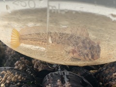 Hypsoblennius gilberti