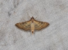 Cnaphalocrocis bilinealis