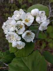Crataegus coccinea