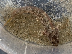 Hypsoblennius gilberti