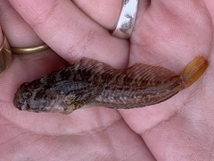 Hypsoblennius gilberti