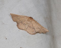 Aglaopus innotata