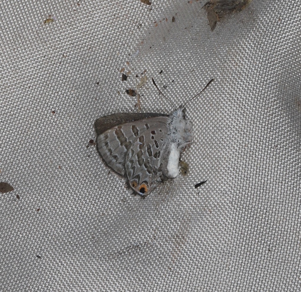 Grey Ant-blue