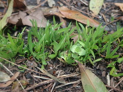 Libertia chilensis