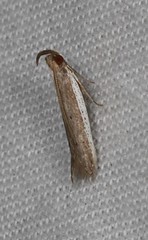 Sphaleractis parasticta