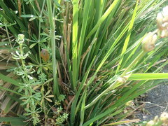 Libertia chilensis