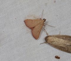 Endotricha approximalis