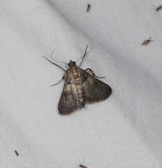 Endotricha melanchroa