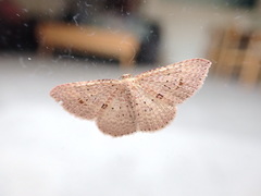 Epicyme rubropunctaria