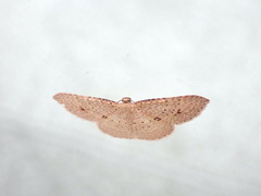 Epicyme rubropunctaria