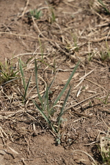 Leymus chinensis