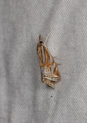 Hednota bifractellus