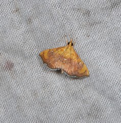 Hyalobathra aequalis