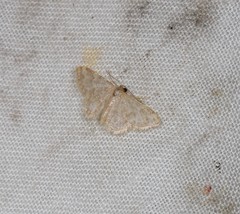 Idaea simplex