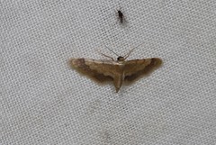Idaea trypheropa