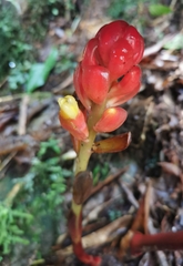 Renealmia thyrsoidea