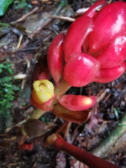 Renealmia thyrsoidea