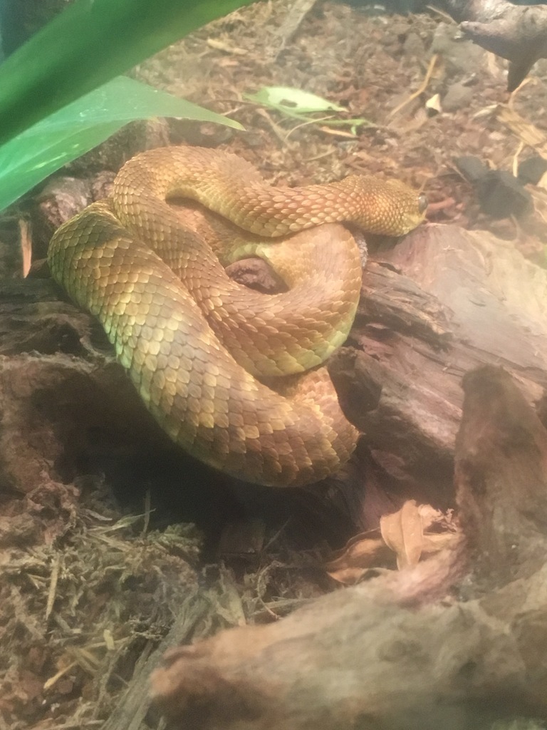 Uzungwe Mountain Bush Viper